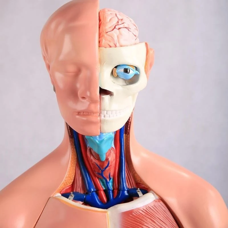 85CM Unisex Torso 23 Parts price
